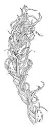 Pyrrhobryum mnioides subsp. contortum, portion of shoot, dry. Drawn from T.W.N. Beckett s.n., 1900, CHR 517001.
 Image: R.C. Wagstaff © Landcare Research 2016 